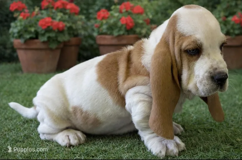 BENNY – Basset Hound puppy for sale in Chapman, KS