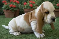 BENNY, a male Basset Hound for sale in Chapman, KS – Photo 1 of 5