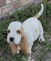 BENNY, a male Basset Hound for sale in Chapman, KS – Photo 2 of 5