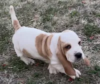 BENNY, a male Basset Hound for sale in Chapman, KS – Photo 5 of 5