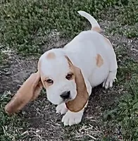 BENNY, a male Basset Hound for sale in Chapman, KS – Photo 3 of 5