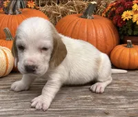 SNICKERS, a male Basset Hound for sale in Chapman, KS – 2 of 4