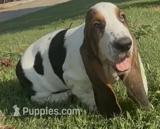 BREEZEY – Basset Hound puppy for sale in Chapman, KS