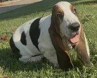 BREEZEY, a male Basset Hound for sale in Chapman, KS – 1 of 5