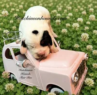 DALLAS, a male Basset Hound for sale in Chapman, KS – 7 of 7