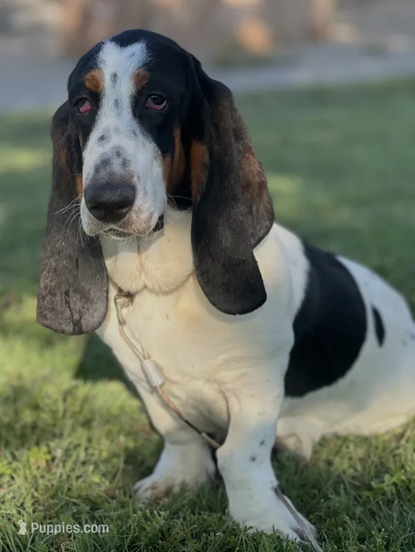 REBA – Basset Hound puppy for sale in Chapman, KS