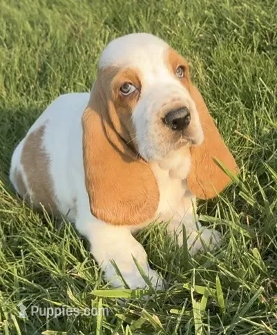 HUDSON – Basset Hound puppy for sale in Chapman, KS