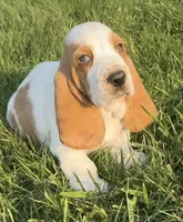 HUDSON, a male Basset Hound for sale in Chapman, KS – 5 of 10