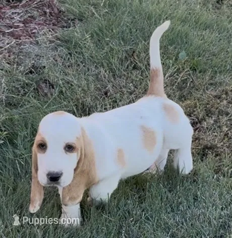 REESE – Basset Hound puppy for sale in Chapman, KS