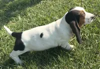 SUMMER, a female Basset Hound for sale in Chapman, KS – 3 of 6