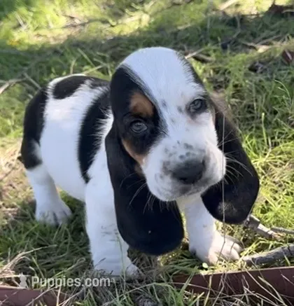 ROLO – Basset Hound puppy for sale in Chapman, KS