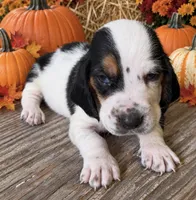 ROLO, a male Basset Hound for sale in Chapman, KS – 2 of 3