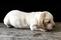 DAKOTA, a male Basset Hound for sale in Chapman, KS – 3 of 7