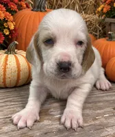 SNICKERS, a male Basset Hound for sale in Chapman, KS – 3 of 4