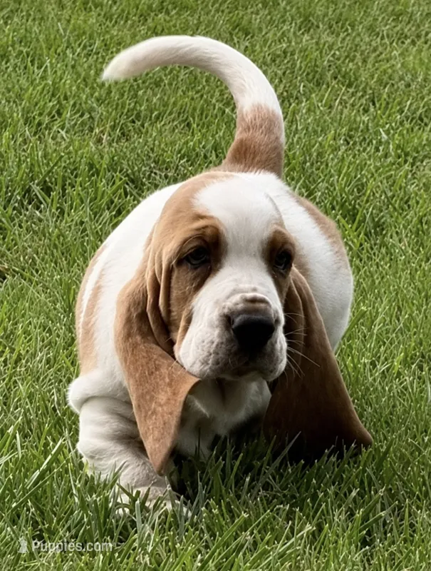 HARDY – Basset Hound puppy for sale in Chapman, KS