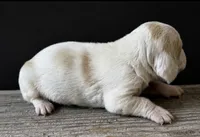 DOVER, a male Basset Hound for sale in Chapman, KS – 2 of 6