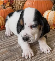 ROLO, a male Basset Hound for sale in Chapman, KS – 3 of 3