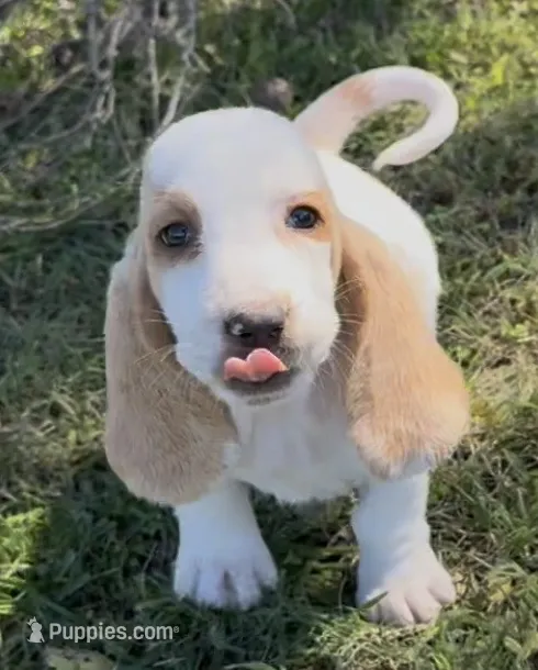 REESE – Basset Hound puppy for sale in Chapman, KS