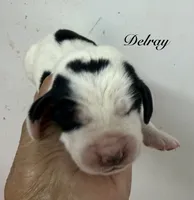 DELRAY, a female Basset Hound for sale in Chapman, KS – 6 of 9