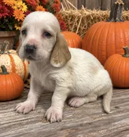REESE, a female Basset Hound for sale in Chapman, KS – 2 of 3