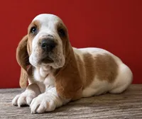 HUDSON, a male Basset Hound for sale in Chapman, KS – 2 of 4