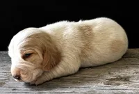 DAKOTA, a male Basset Hound for sale in Chapman, KS – 1 of 7