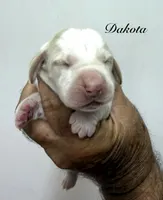 DAKOTA, a male Basset Hound for sale in Chapman, KS – 7 of 7
