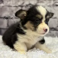 Sadie FLUFFY, a female Pembroke Welsh Corgi for sale in Chapman, KS – Photo 4 of 10
