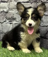 Sadie FLUFFY, a female Pembroke Welsh Corgi for sale in Chapman, KS – Photo 2 of 10