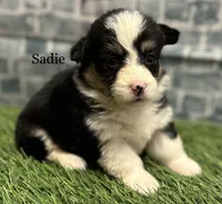 Sadie FLUFFY, a female Pembroke Welsh Corgi for sale in Chapman, KS – Photo 6 of 10