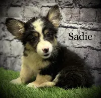 Sadie FLUFFY, a female Pembroke Welsh Corgi for sale in Chapman, KS – Photo 3 of 10
