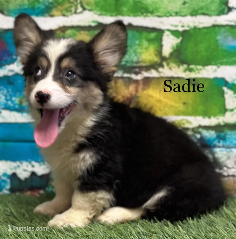 Sadie FLUFFY, a female Pembroke Welsh Corgi for sale in Chapman, KS – Photo 1 of 10