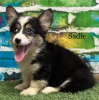 Sadie FLUFFY, a female Pembroke Welsh Corgi for sale in Chapman, KS – Photo 1 of 10