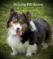 Sadie FLUFFY, a female Pembroke Welsh Corgi for sale in Chapman, KS – Photo 8 of 10