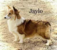 Sadie FLUFFY, a female Pembroke Welsh Corgi for sale in Chapman, KS – Photo 7 of 10