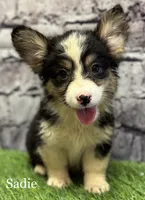 Sadie FLUFFY, a female Pembroke Welsh Corgi for sale in Chapman, KS – Photo 10 of 10