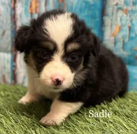 Sadie FLUFFY, a female Pembroke Welsh Corgi for sale in Chapman, KS – Photo 9 of 10