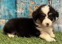 Sadie FLUFFY, a female Pembroke Welsh Corgi for sale in Chapman, KS – Photo 5 of 10