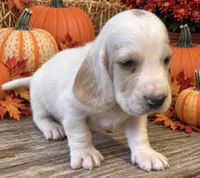 SKITTLES, a male Basset Hound for sale in Chapman, KS – 3 of 3
