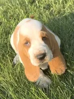HUDSON, a male Basset Hound for sale in Chapman, KS – 8 of 10