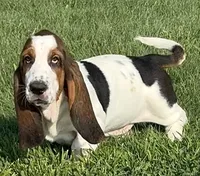 BREEZEY, a male Basset Hound for sale in Chapman, KS – 3 of 5