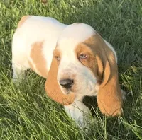 HUDSON, a male Basset Hound for sale in Chapman, KS – 9 of 10