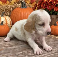 REESE, a female Basset Hound for sale in Chapman, KS – 3 of 3