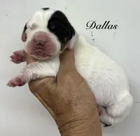DALLAS, a male Basset Hound for sale in Chapman, KS – 6 of 7