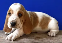 HARDY, a male Basset Hound for sale in Chapman, KS – 3 of 4