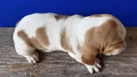 HARDY, a male Basset Hound for sale in Chapman, KS – 2 of 4
