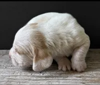 DOVER, a male Basset Hound for sale in Chapman, KS – 4 of 6