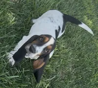 SALTY, a male Basset Hound for sale in Chapman, KS – 4 of 6