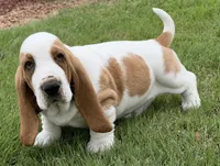 HUDSON, a male Basset Hound for sale in Chapman, KS – 4 of 10