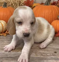 COCOA , a female Basset Hound for sale in Chapman, KS – 3 of 3